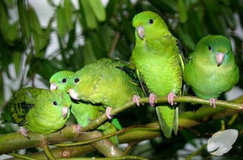 Invasioni pappagalli verdi in Puglia, Coldiretti: «Colpa della tropicalizzazione»