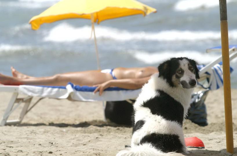 SI parte in vacanza con gli animali: nella valigia di Fido tante accortezze