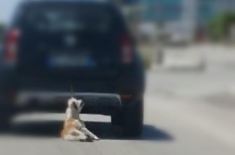 Trani, cane trascinato da un'auto, Bottaro: «Bestia non la passerai liscia»