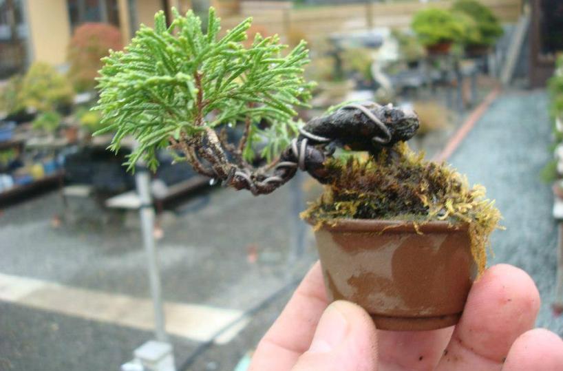 A Gravina i bonsai fioriscono nell’habitat rupestre
