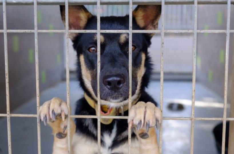 Regione Puglia: veterinario gratis per chi adotta cani e gatti