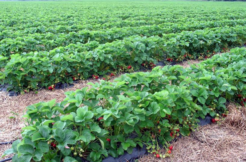 Fondi rurali, la Puglia rischia di perdere 176 mln. «Colpa dei ricorsi»