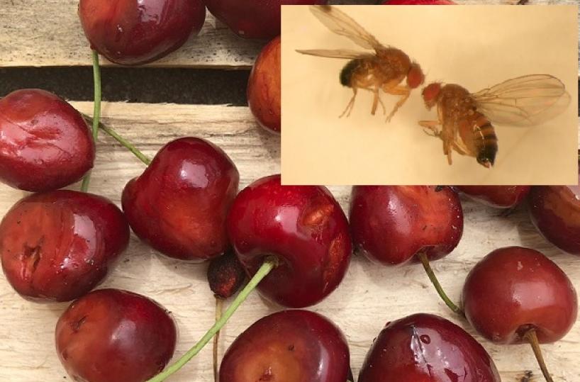 Puglia, ecco il moscerino «Suzuki» che attacca la frutta: a rischio ciliegie , fragole e uva