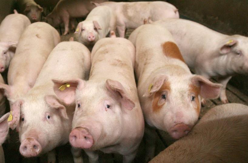 Brindisi, ha 16 suini malnutriti e in stato d'abbandono: denunciato titolare azienda