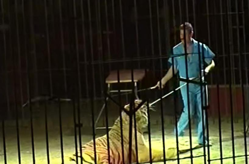 Triggiano, domatore ucciso dalle tigri: sospesi gli spettacoli del circo 