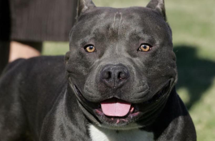 Villa Castelli, 5 pitbull scappano di casa e uccidono due meticci: denunciati proprietari