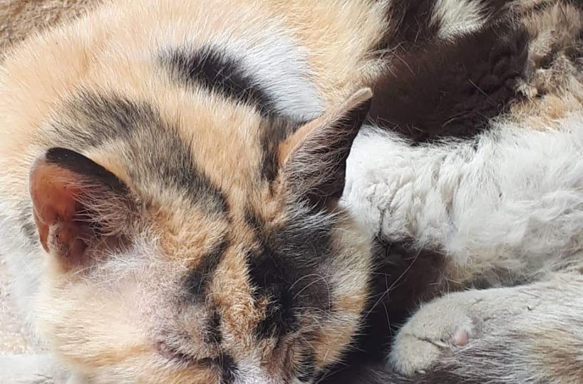 Giovinazzo, maltrattano la gatta di «quartiere»: la città si mobilita per Pupa