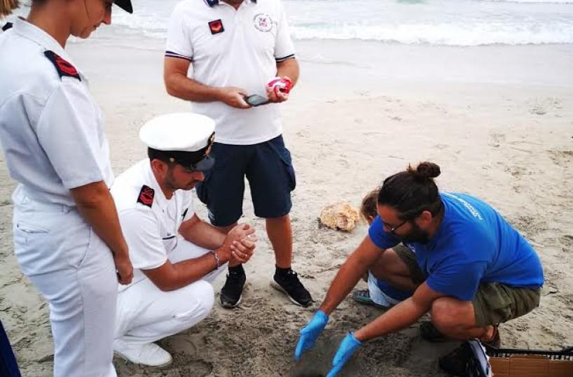 Gallipoli, onde allagano nido di tartaruga: niente da fare per 91 uova