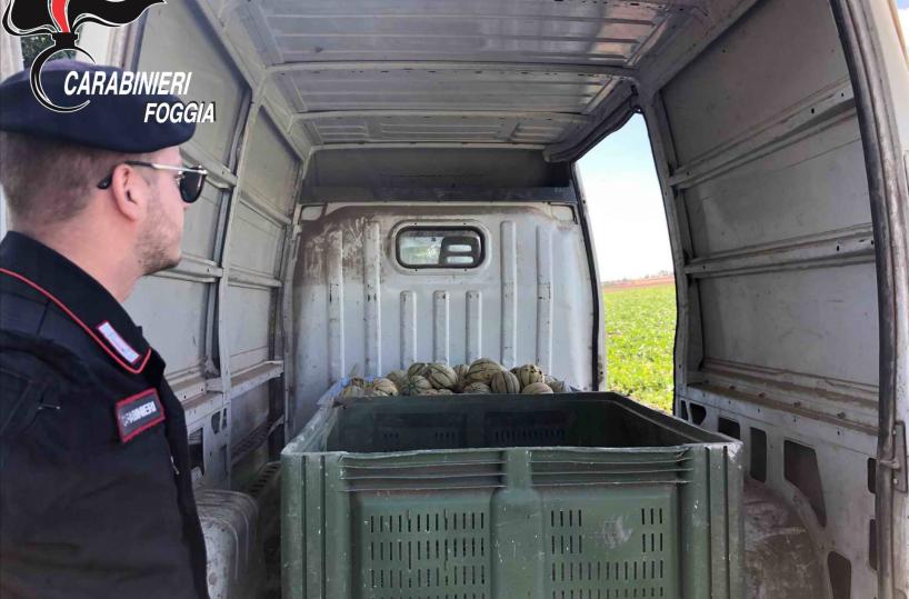 Caporalato sul Gargano, sequestrati 10 furgoni «killer» per i braccianti