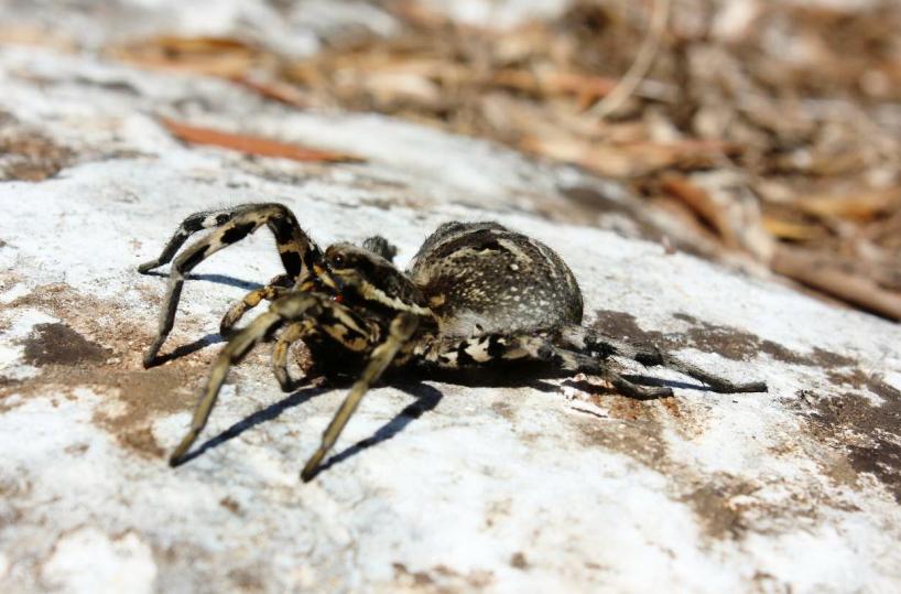 Barletta, 50enne grave dopo puntura di vedova nera: salvato da antidoto