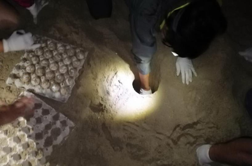 Manduria, tartaruga deposita 100 uova in spiaggia