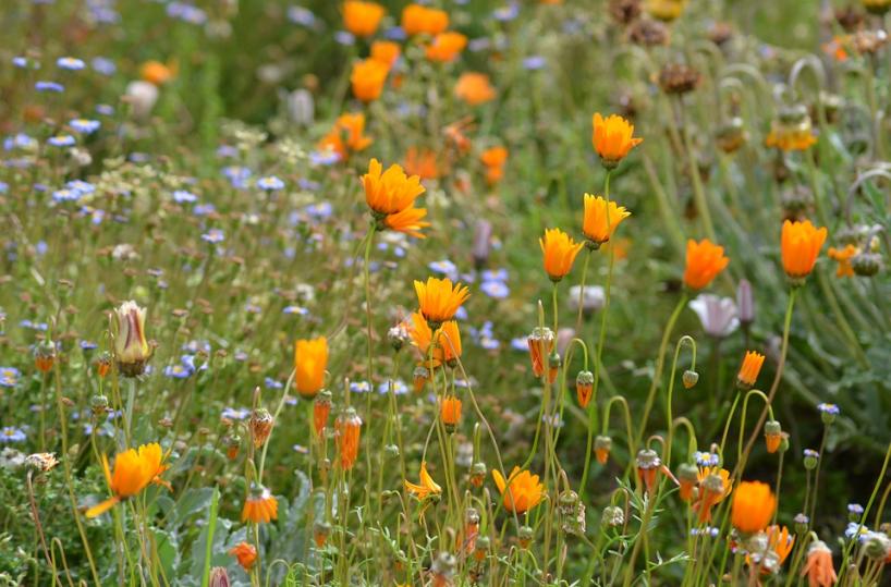 Potenza, l'idea del sindaco: «Da oggi saremo una città in fiore»