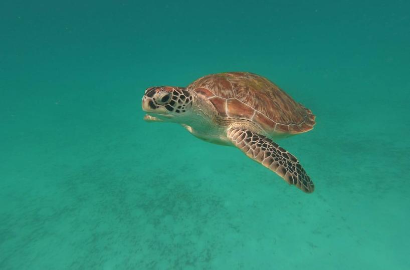 Margherita di Savoia, tartaruga incastrata in una boa: salvata dal 118 in idromoto