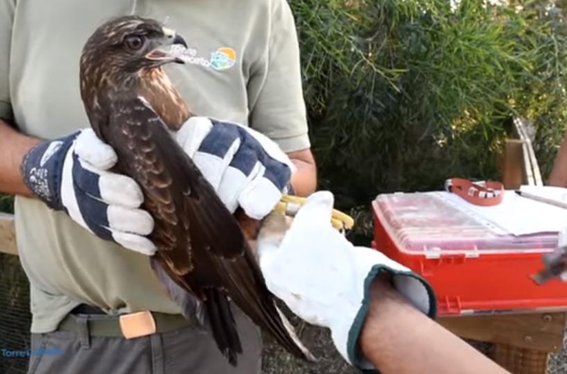 Torre Guaceto, cadono dopo il primo volo: 3 rapaci rimessi in libertà 