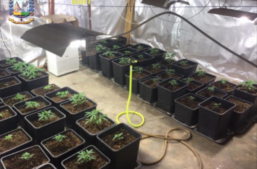 Bitonto, scoperta serra marijuana allacciata abusivamente alla rete elettrica: 2 arresti