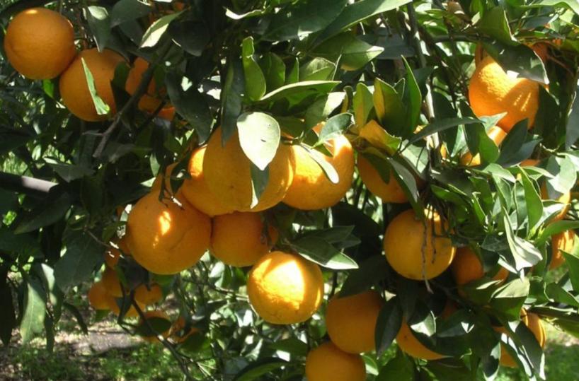 Clima, Coldiretti Puglia: colture attaccate da insetti mai visti prima