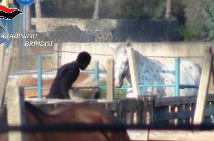 S.Pietro Vernotico: bracciante in nero e cavalli in pessime condizioni, arrestato titolare maneggio