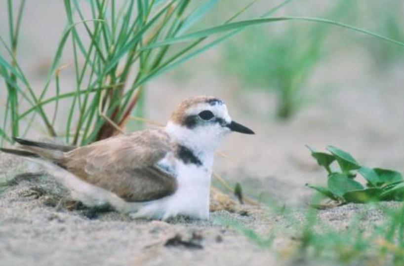 Ostuni, schiuse le uova di fratino nel parco delle Dune Costiere