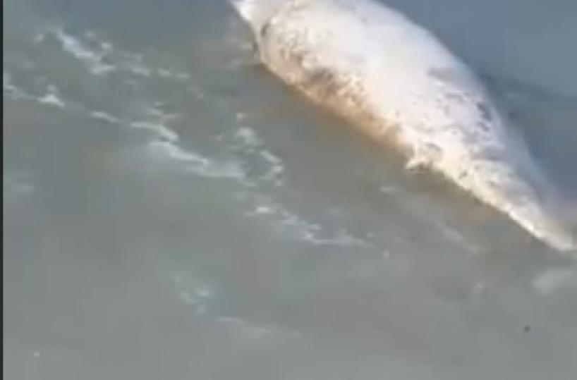 Trani, in mare un delfino morto: la carcassa spinta a riva