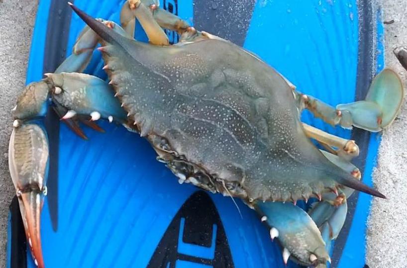 Granchio azzurro: scatta l'allarme sulle spiagge salentine