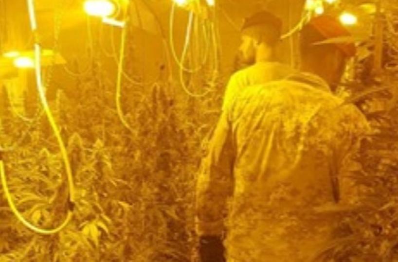 Bitonto, scoperta serra con 300 piante di marijuana: due arresti