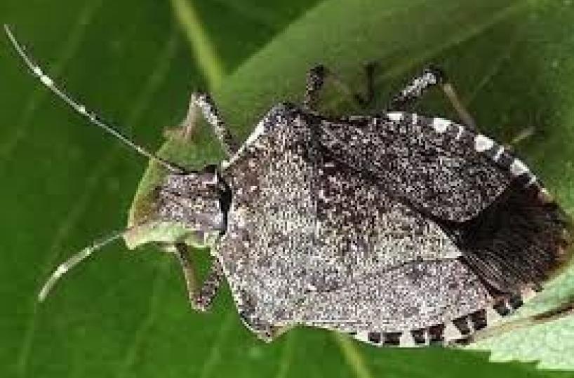 Non solo Xylella, in Salento ulivi colpiti anche da cimice asiatica 