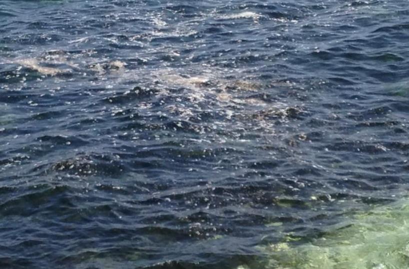 Mola di Bari, è allarme alga tossica: «Ricci pericolosi»