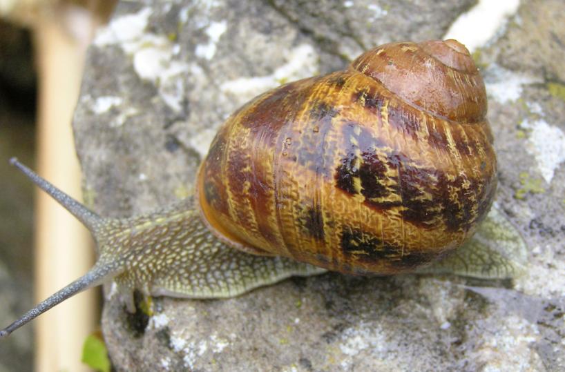Zapponeta, per preparare gelati usano la bava di lumaca invece dell’acqua