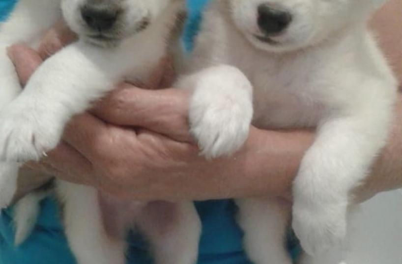 Foggia senza un canile: cuccioli salvati da volontari