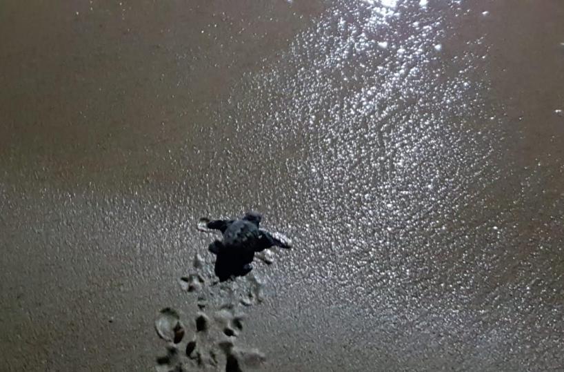 Fiocco «rosa» sulla spiaggia di Pescoluse: 25 tartarughine si tuffano in mare