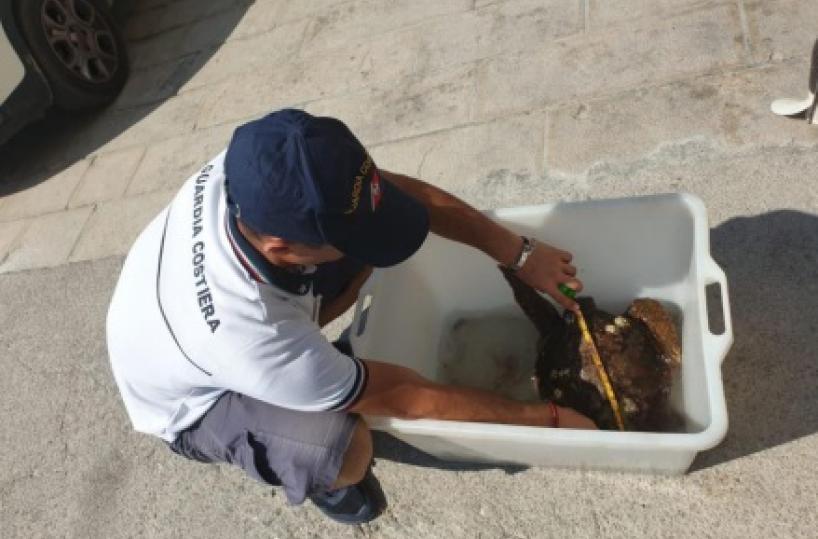 Castro, tartaruga urta barca e perde l'occhio: salvata dalla Guardia Costiera