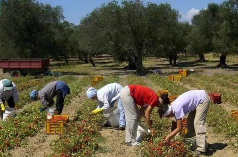 Agroalimentare, ecco la mafia 3.0: Puglia al terzo posto in Italia