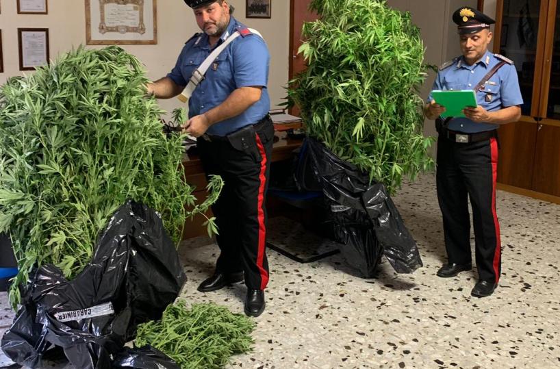 Coltiva piante di cannabis in un frutteto: arrestato a Tursi