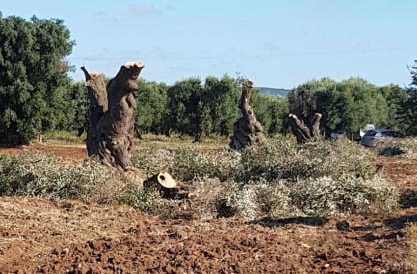 Xylella, nel Tarantino freno al batterio tra espianti e abbattimenti
