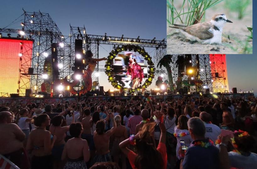 Barletta, così dopo il Jova beach «benedetto» dal Wwf è sparito l'uccello fratino