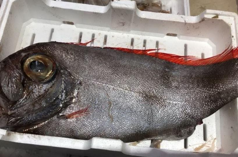 Mar Ionio invaso da «pesci alieni»: è allarme nel Salento