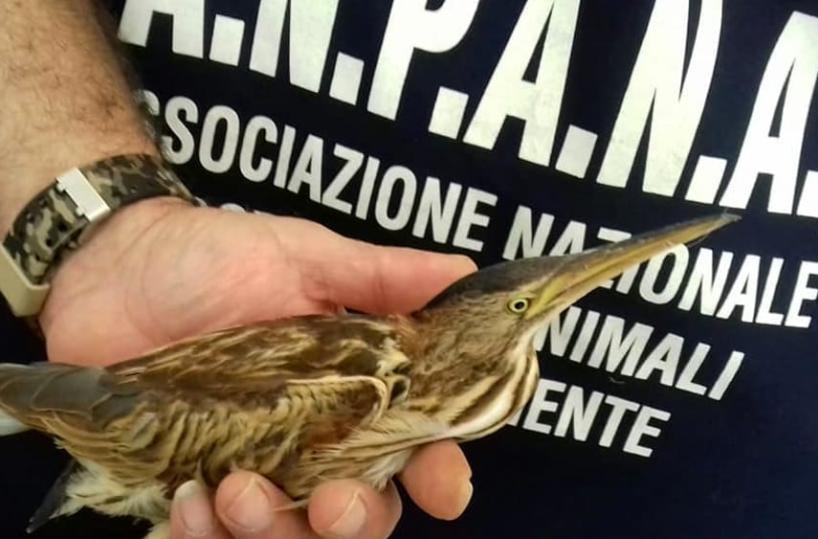 Bari, soccorso a Palese un piccolo esemplare di Tarabusino
