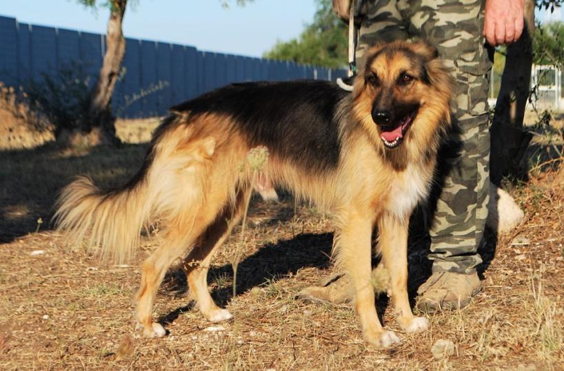 Bari, cucciolo scaraventato giù dal Castello Svevo e abbandonato: cerca casa