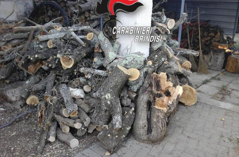 Torre S.Susanna, recide ulivo alla base e ruba 40 quintali di legna: denunciato operaio