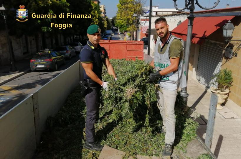 Cerignola, GdF sequestra 13mila piante di marijuana: avrebbero fruttato 4mln di euro