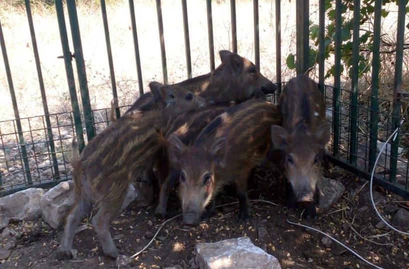 Bari, emergenza cinghiali, il sindaco annuncia: «Catturati altri 5 esemplari»