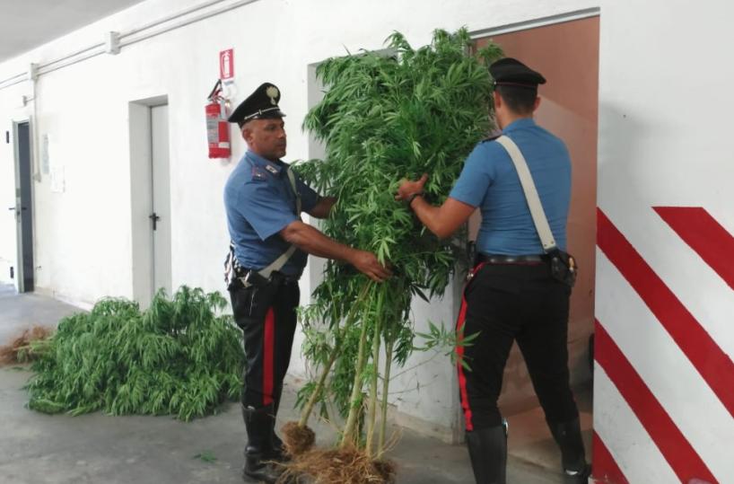 Cagnano Varano, spunta piantagione di 100 piante di marijuana: arrestato 56enne