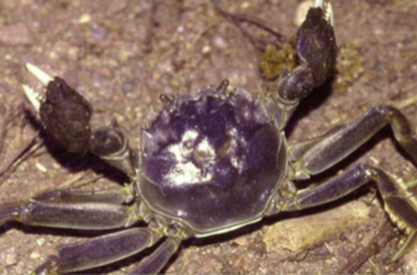 DI FIUME - Questo &egrave;  il crostaceo   cinese vietato in Italia