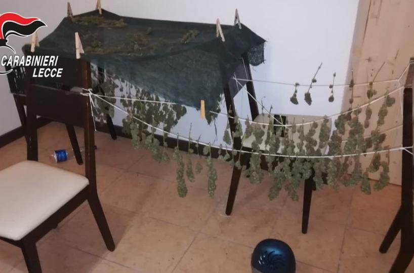 Maglie, piante di marijuana in un terreno e droga in casa: denunciato 32enne