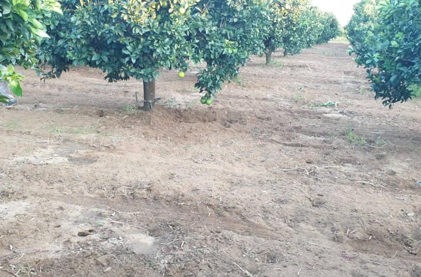 Allarme cinghiali, Cia denuncia: «Danni nei campi del Tarantino»