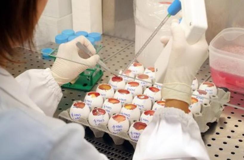 Foggia, danno erariale all'Istituto Zooprofilattico: in 5 condannati a pagare 1 mln di euro