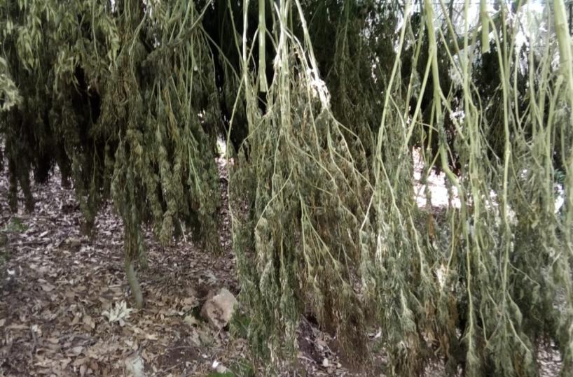 San Nicandro Garganico, Gdf scova 60 piante di marijuana stese ad essiccare nel bosco