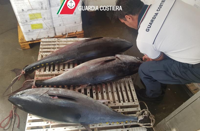 Bari, a pesca di tonno rosso nonostante i divieti: sanzionati due diportisti baresi 