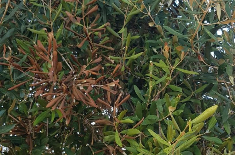 Xylella, altri casi a Taranto e Brindisi: infezione verso Matera