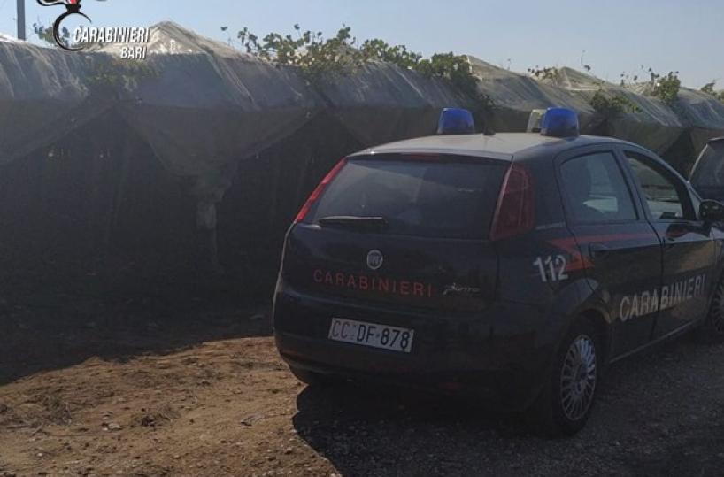 Rutigliano, ruba 4 quintali di uva da una proprietà: arrestato